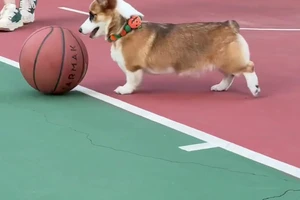 为什么学校里猫狗叫学长
